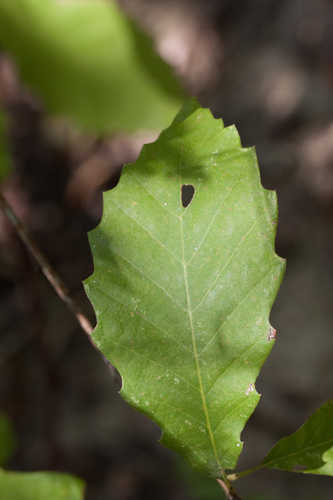 Quercus muehlenbergii #2